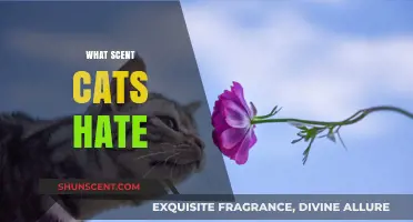 Uncover the Scents That Cats Despise: A Comprehensive Guide
