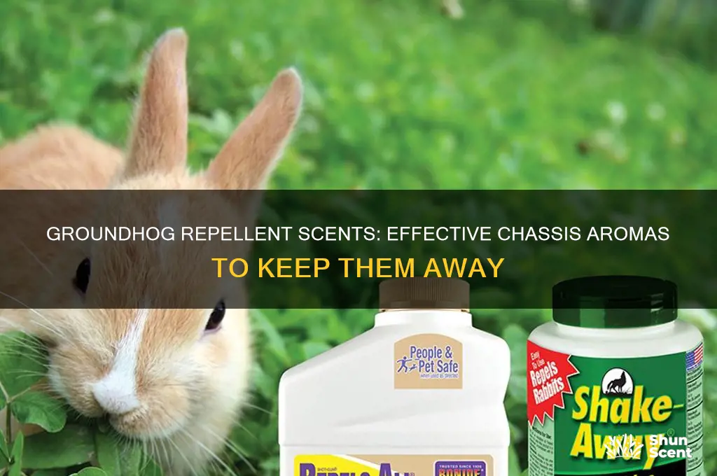 what scent chassis groundhogs