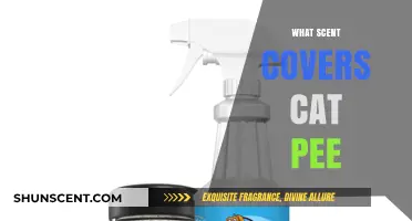 Effective Scents to Neutralize Cat Pee Odors in Your Home