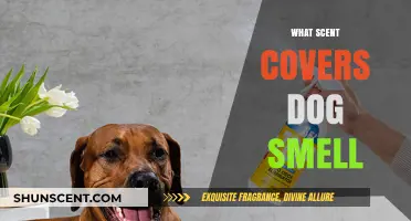 Eliminate Dog Odors: Best Scents to Freshen Your Home Naturally
