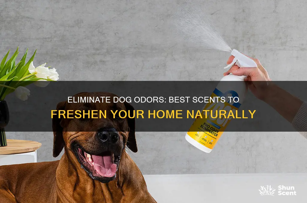 what scent covers dog smell