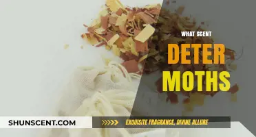 Effective Natural Scents to Repel Moths and Protect Your Clothes