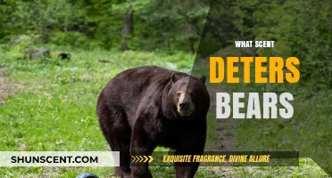 Effective Bear Deterrent Scents: What Works Best in the Wild