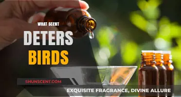 Effective Bird Repellent Scents: Natural Aromas to Keep Birds Away