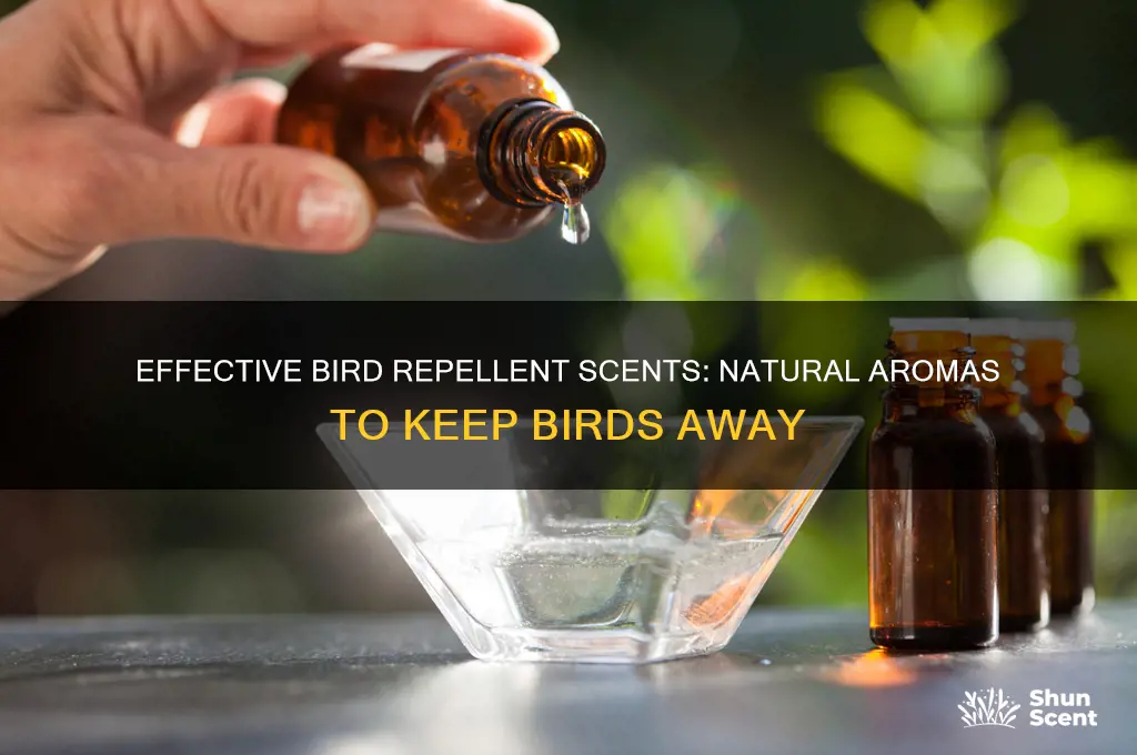 what scent deters birds