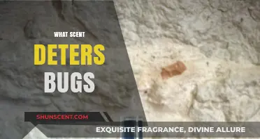 Natural Bug Repellents: Scents That Keep Insects at Bay