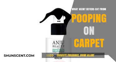 Effective Scents to Stop Cats from Pooping on Your Carpet