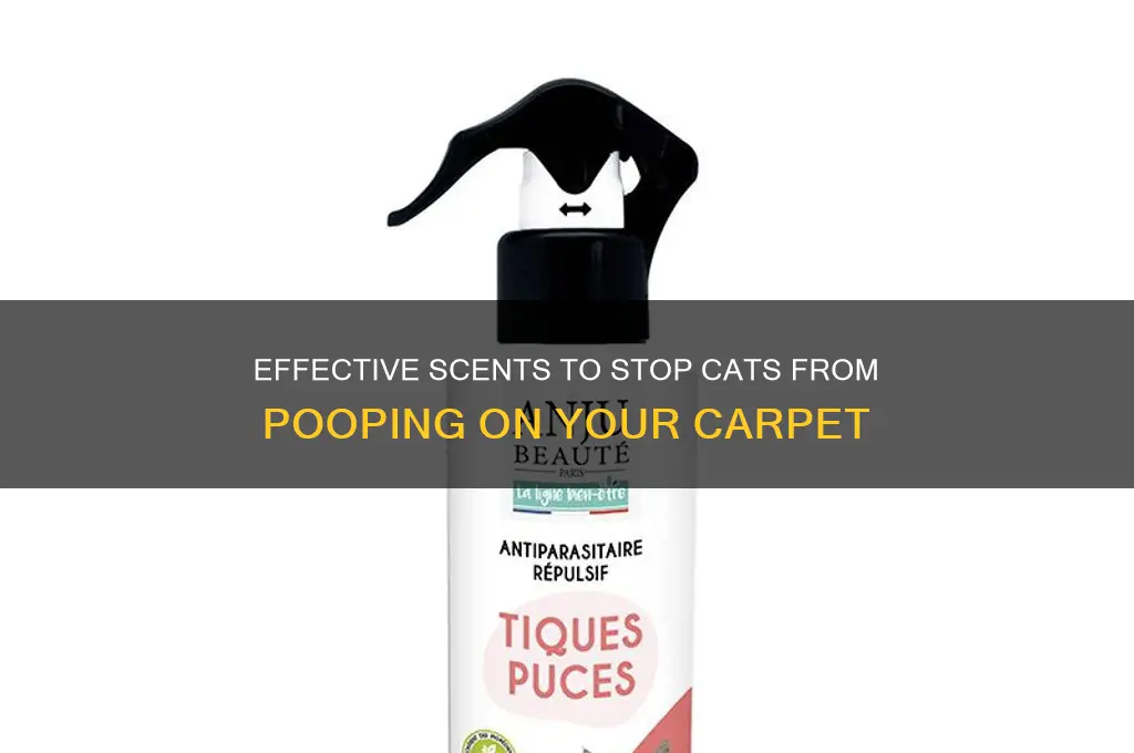 what scent deters cat from pooping on carpet