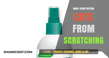 Effective Scents to Stop Cats from Scratching Furniture and Walls