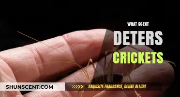 Effective Scents to Keep Crickets Away: Natural Repellents Guide