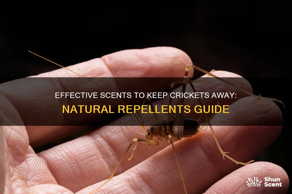 what scent deters crickets