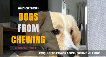 Stop Dog Chewing: Scents That Deter Destructive Behavior Effectively