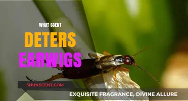 Effective Scents to Repel Earwigs: Natural Solutions for Pest Control