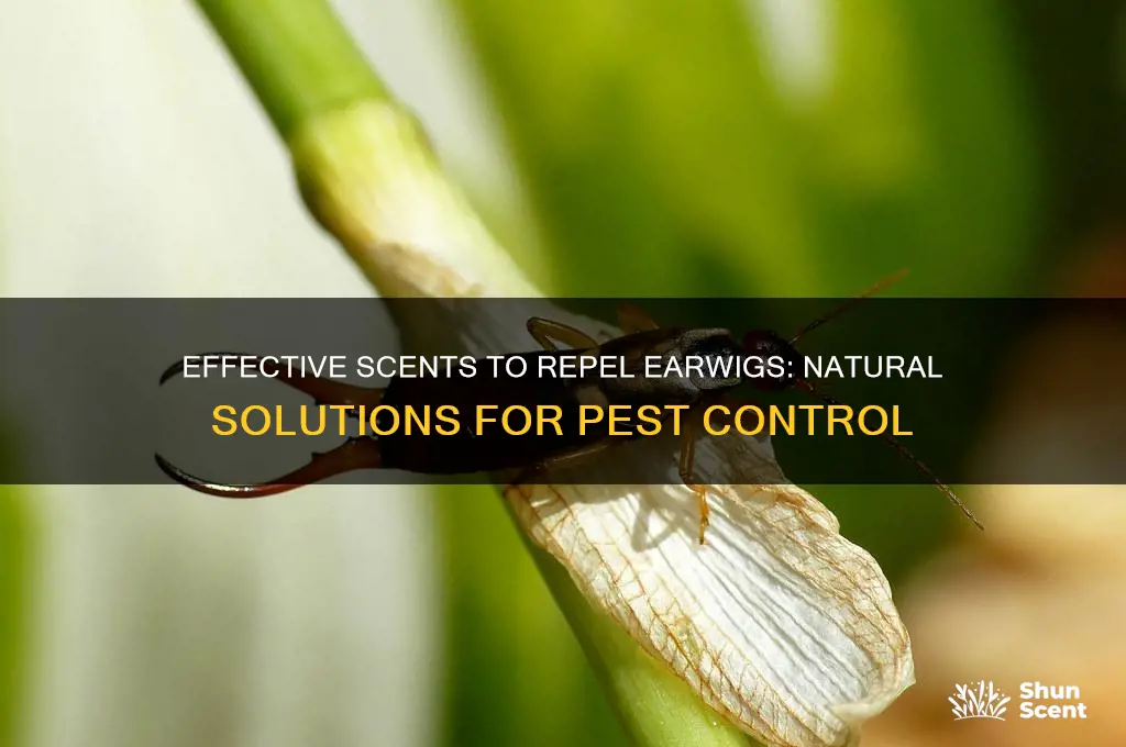 what scent deters earwigs