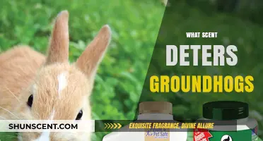 Effective Scents to Keep Groundhogs Away from Your Garden
