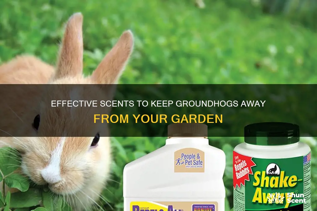 what scent deters groundhogs