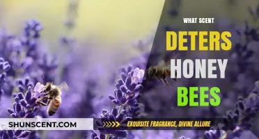 Natural Bee Repellents: Scents That Safely Deter Honey Bees