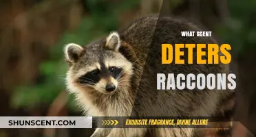 Effective Scents to Keep Raccoons Away: Natural Repellents Guide