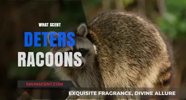 Effective Scents to Keep Racoons Away: Natural Repellents Guide