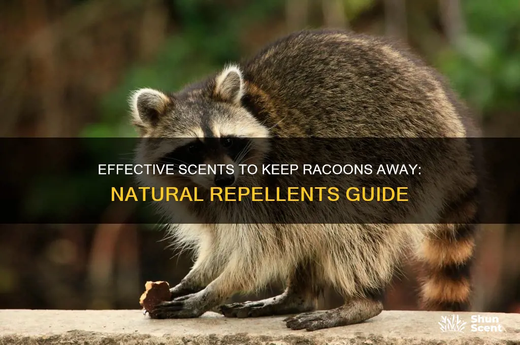 what scent deters racoons