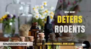 Natural Rodent Repellents: Scents to Keep Mice and Rats Away