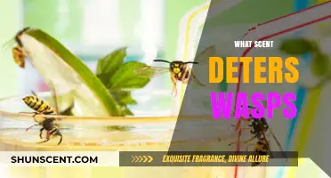Effective Scents to Keep Wasps Away: Natural Repellents Guide