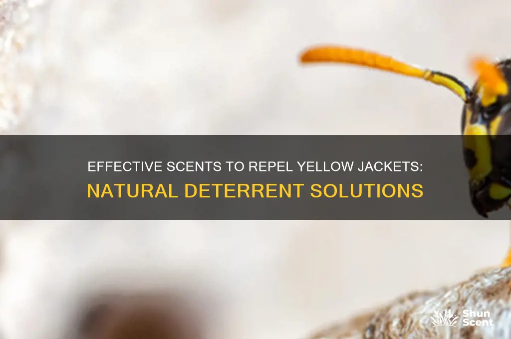what scent deters yellow jackets