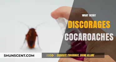 Effective Scents to Repel Cockroaches and Keep Your Home Pest-Free