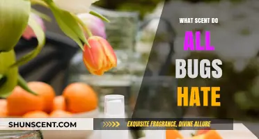 Natural Bug Repellents: Scents That Keep All Insects Away