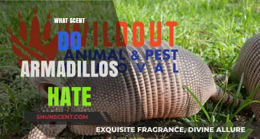Effective Scents to Repel Armadillos: Natural Deterrents That Actually Work
