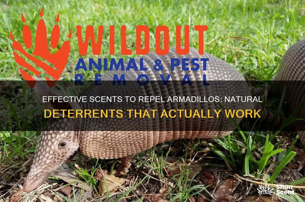 what scent do armadillos hate