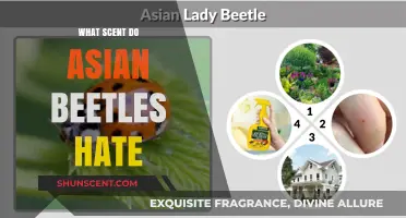 Repel Asian Beetles: Discover the Scents They Hate Most