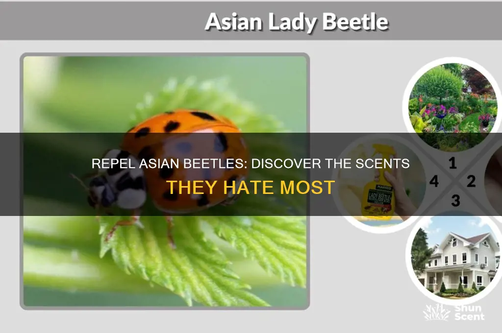 what scent do asian beetles hate