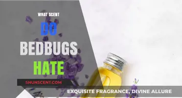 Effective Scents to Repel Bedbugs: Natural Remedies That Actually Work