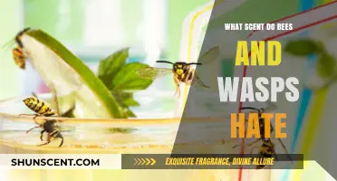 Repel Bees and Wasps: Scents They Hate to Keep Them Away