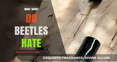 Effective Scents to Repel Beetles: Natural Aroma Solutions for Pest Control