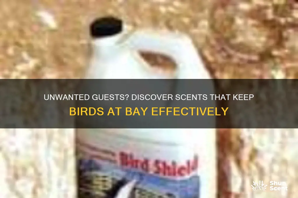 what scent do birds hate