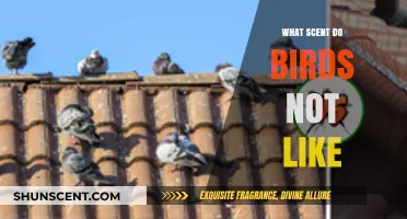 Unwanted Aromas: Scents That Keep Birds at Bay Naturally