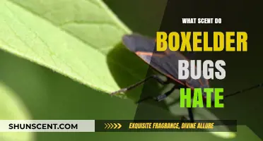 Repel Boxelder Bugs: Discover the Scents They Despise Most
