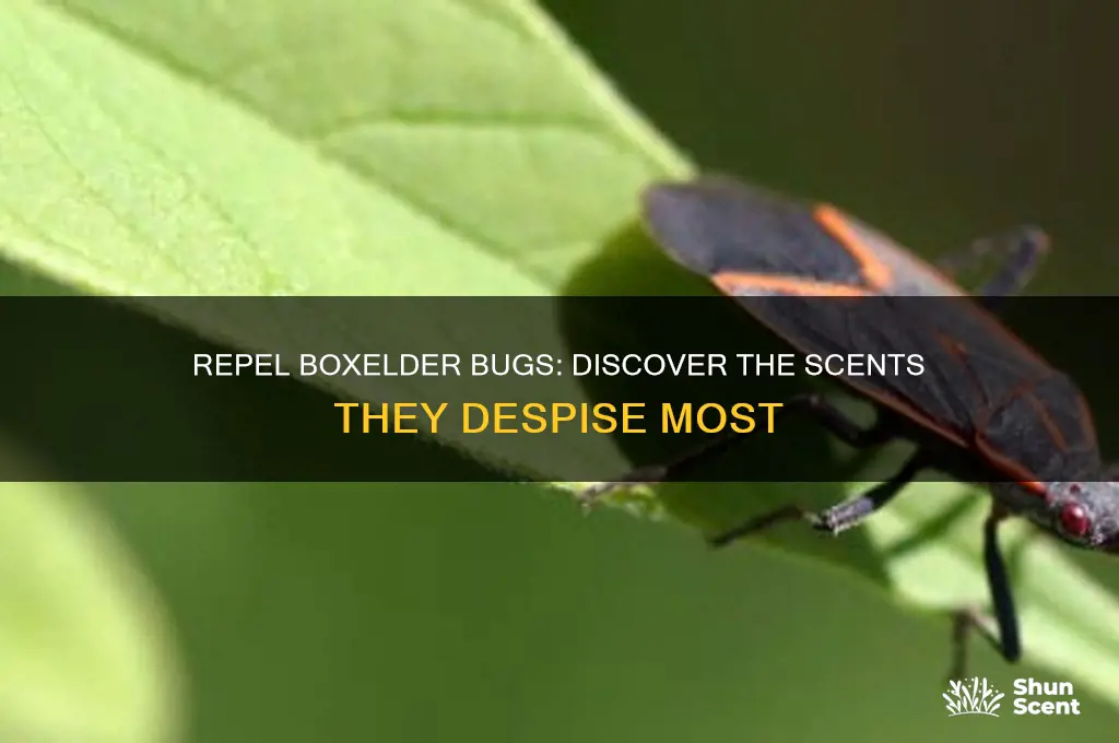 what scent do boxelder bugs hate