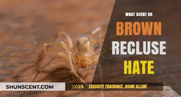 Repel Brown Recluse Spiders: Discover Their Most Hated Scents