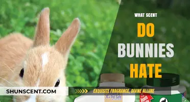 Unpleasant Aromas: Scents That Bunnies Despise and Avoid Completely