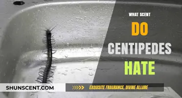 Repel Centipedes Naturally: Scents They Hate and How to Use Them