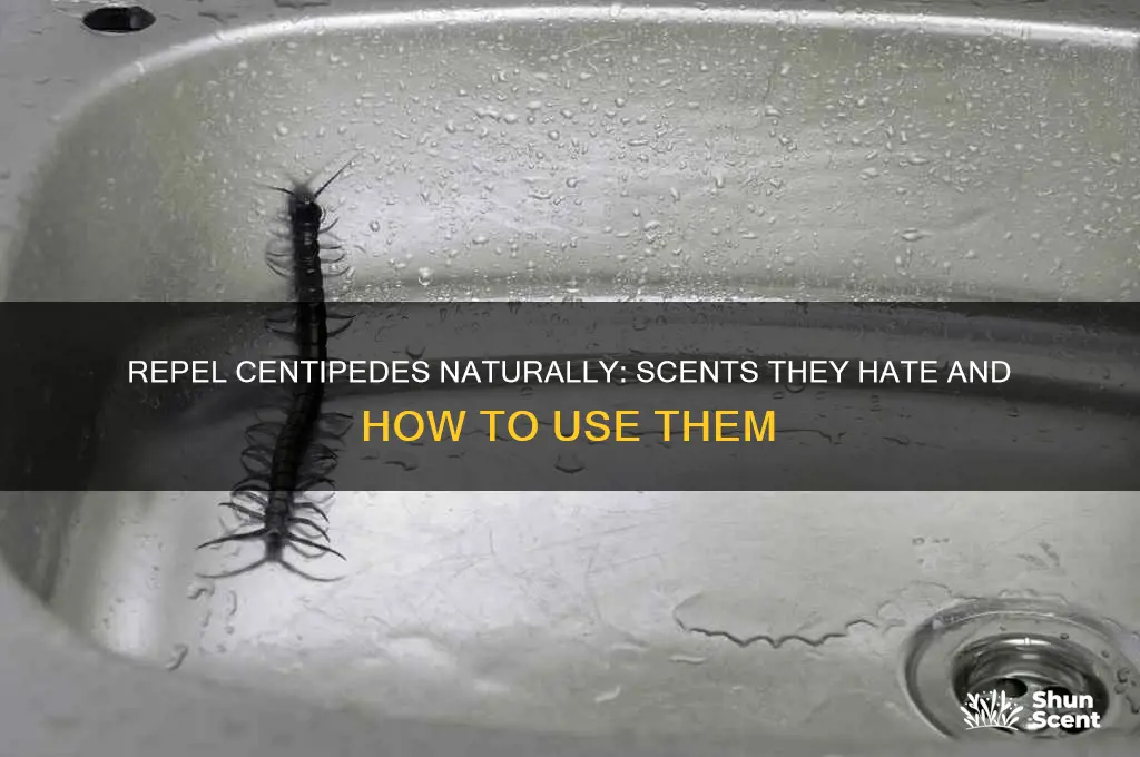 what scent do centipedes hate