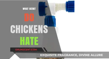 Unpleasant Aromas: Scents That Repel Chickens and Keep Them Away