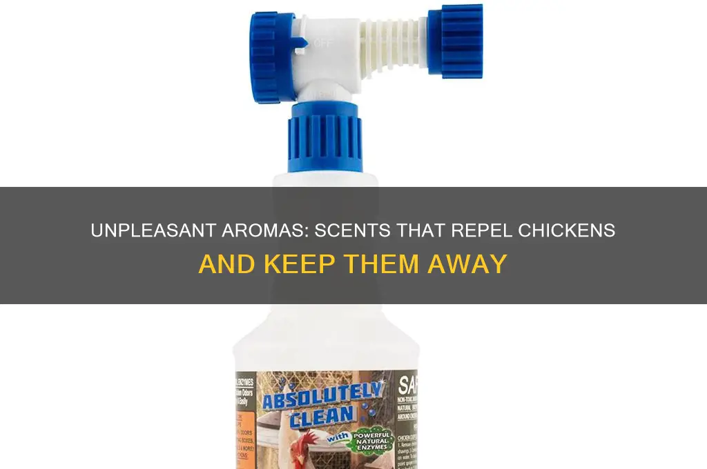 what scent do chickens hate