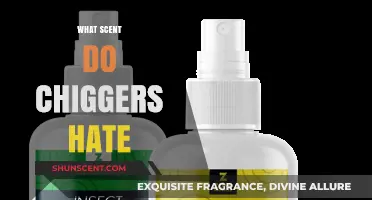 Effective Scents to Repel Chiggers: Natural Remedies and Tips
