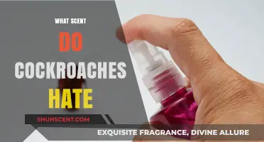 Repel Cockroaches Naturally: Scents They Despise and How to Use Them