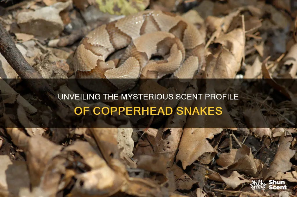 what scent do copperheads give off
