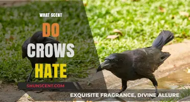 Crows' Worst Nightmares: Unveiling the Scents They Despise the Most